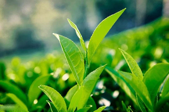 "Trà xanh" trở thành từ khóa hot nhất mạng xã hội những ngày vừa qua. Ảnh minh họa.