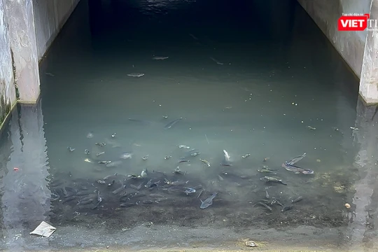 Hàng trăm chú cá bơi lội tung tăng trong hầm biệt thự tỉ đô bị bỏ hoang ở Hà Đông.