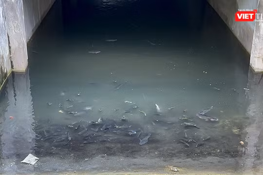 Hàng trăm chú cá bơi lội tung tăng trong hầm biệt thự tỉ đô bị bỏ hoang ở Hà Đông.