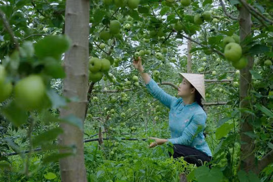 Làng quê Trung Quốc qua ống kính trở nên bình dị, thu hút nhiều người. (Ảnh: Instagram) 