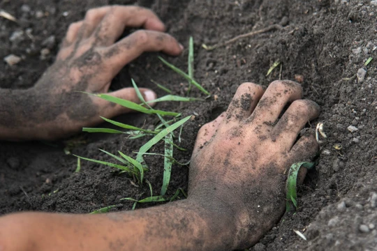 Vi khuẩn gây bệnh Whitmore tồn tại trong đất, dễ lây nhiễm vào cơ thể thông qua các vết xước, tổn thương da.