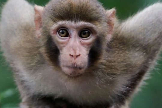 Các trường hợp bệnh nhân mắc virus herpes B đều tiếp xúc với khỉ.