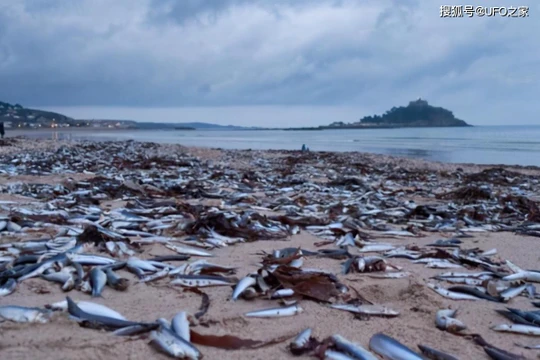 Hiện tượng cá chết hàng loạt ở bờ biển Tokyo, Nhật Bản. 