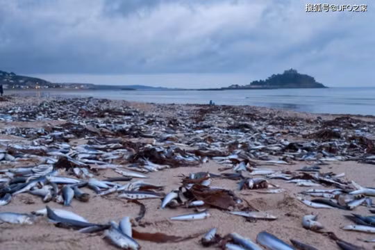 Hiện tượng cá chết hàng loạt ở bờ biển Tokyo, Nhật Bản. 