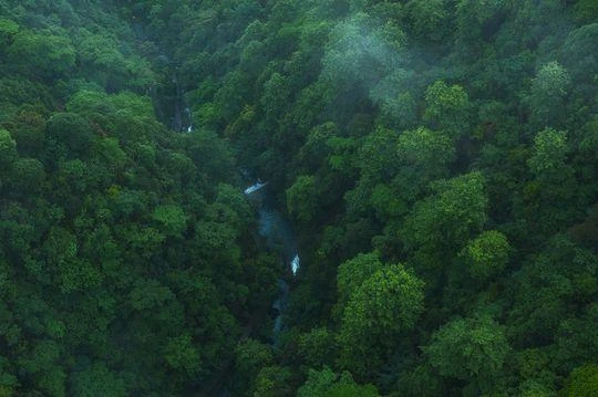 Amazon là khu rừng nhiệt đới lớn nhất thế giới, cung cấp lượng oxy khổng lồ cho sự sống trên trái đất. Ảnh: NetEase