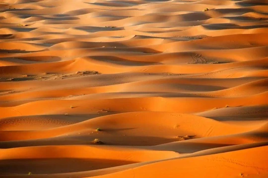 Sahara từng là thiên đường sự sống? Ảnh: Sohu