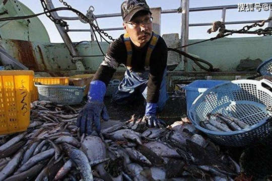 Nhật phát hiện cá nhiễm phóng xạ ở Fukushima. Ảnh: Sohu