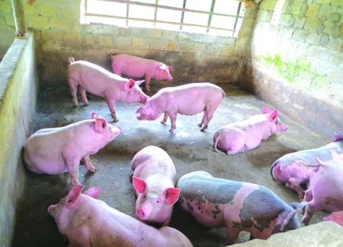 Đến nay, dịch tả lợn châu Phi đã lan ra 10 tỉnh, thành trong cả nước.