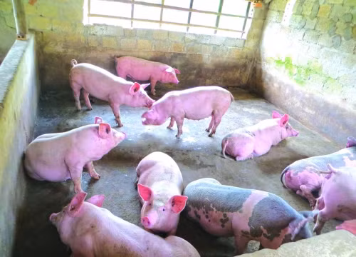 Đến nay, dịch tả lợn châu Phi đã lan ra 10 tỉnh, thành trong cả nước.