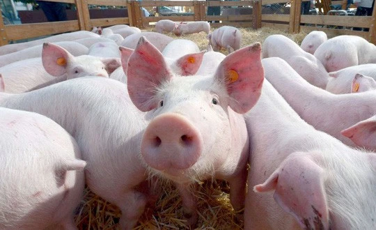 Ảnh minh họa. (Nguồn: Internet)