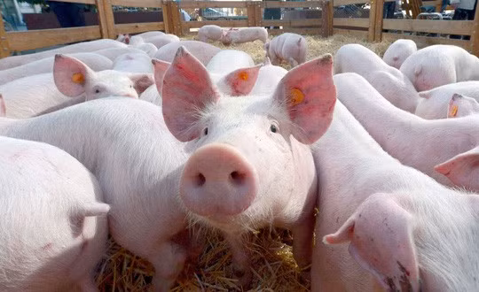 Ảnh minh họa. (Nguồn: Internet)