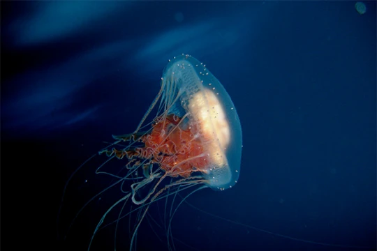 Ảnh minh họa (theo Brightside)