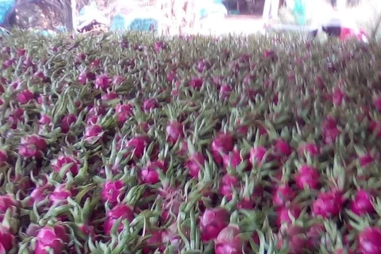 Việt Nam đã có 9 loại trái cây được xuất khẩu chính ngạch vào thị trường Trung Quốc, gồm: Thanh long, dưa hấu, vải, nhãn, chuối, xoài, mít, chôm chôm và măng cụt. Ảnh AT