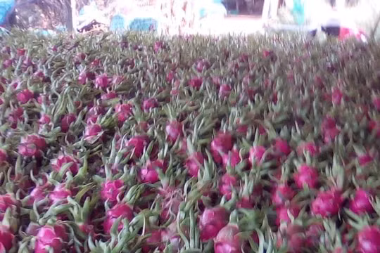 Việt Nam đã có 9 loại trái cây được xuất khẩu chính ngạch vào thị trường Trung Quốc, gồm: Thanh long, dưa hấu, vải, nhãn, chuối, xoài, mít, chôm chôm và măng cụt. Ảnh AT