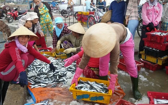 Tất cả hải sản tầng nổi 4 tỉnh miền Trung đều đảm bảo an toàn