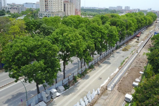 Theo kế hoạch việc chặt, hạ cây xanh 2 bên đường Phạm Văn Đồng trước ngày 30/9.