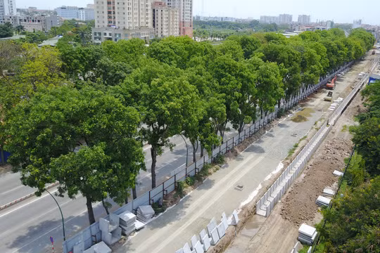 Theo kế hoạch việc chặt, hạ cây xanh 2 bên đường Phạm Văn Đồng trước ngày 30/9.