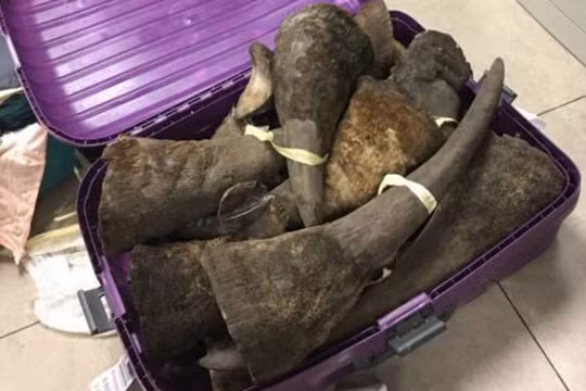 Cơ quan chức năng phát hiện khoảng 100 kg nghi sừng tê giác tại sân bay Nội Bài.