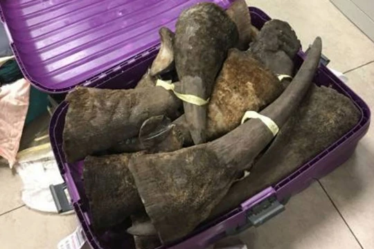 Cơ quan chức năng phát hiện khoảng 100 kg nghi sừng tê giác tại sân bay Nội Bài.