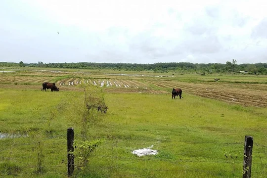 14 năm sau ngày thu hồi đất, Công viên Sài Gòn Safari vẫn chưa thể khởi công/ Ảnh: zing.vn