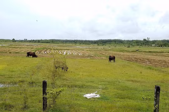 14 năm sau ngày thu hồi đất, Công viên Sài Gòn Safari vẫn chưa thể khởi công/ Ảnh: zing.vn