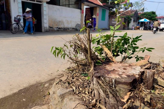 Nhiều cây xanh có đường kính gốc lên đến 50cm cũng bị đốn hạ tại xã Cẩm Yên, Thạch Thất vừa qua.