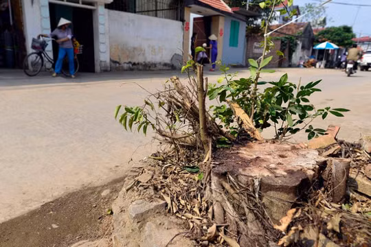Nhiều cây xanh có đường kính gốc lên đến 50cm cũng bị đốn hạ tại xã Cẩm Yên, Thạch Thất vừa qua.