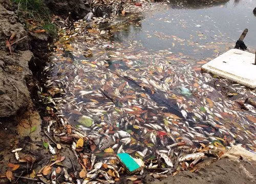 Hiện tượng cá chết xảy ra tại các tỉnh miền trung gây thiệt hại nhiều cho ngư dân. Ảnh: TL