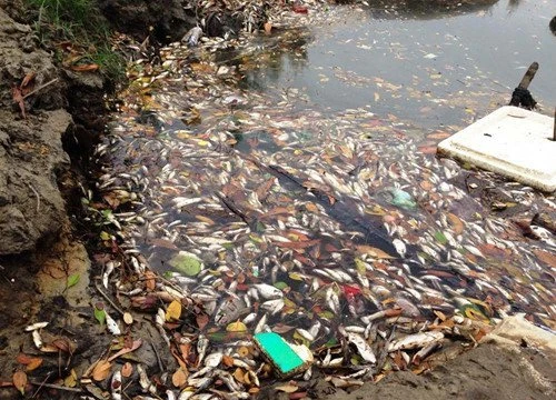 Hiện tượng cá chết xảy ra tại các tỉnh miền trung gây thiệt hại nhiều cho ngư dân. Ảnh: TL