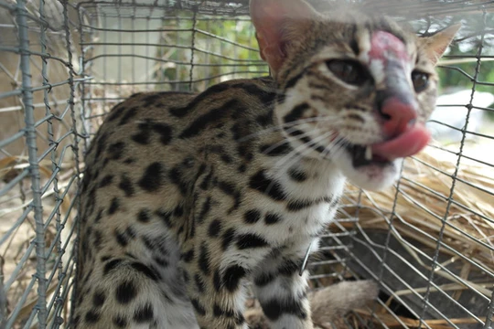 Con chồn mà người dân bẫy được nhìn rất giống con mèo rừng