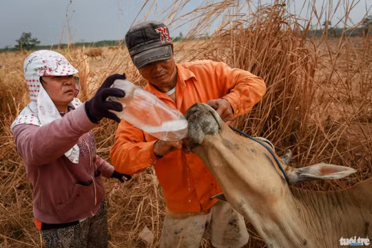 Vợ chồng ông Cao Xuân Thành và bà Lê Thị Cúc Phương (thôn Đoàn, xã Ia Lốp) cho con bò bị say nắng uống nước ngọt - Ảnh: Tiến Thành
