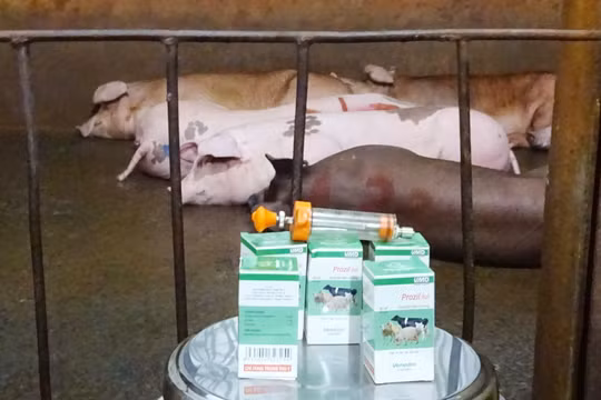 Bắt quả tang tiêm thuốc an thần và bơm nước cho heo