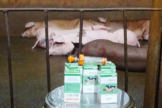 Bắt quả tang tiêm thuốc an thần và bơm nước cho heo