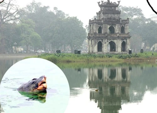 “Cụ rùa Hồ Gươm” đã chết