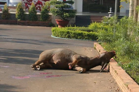 Nổ súng bắn hạ “trâu điên” húc 3 người trọng thương