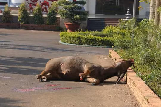 Nổ súng bắn hạ “trâu điên” húc 3 người trọng thương