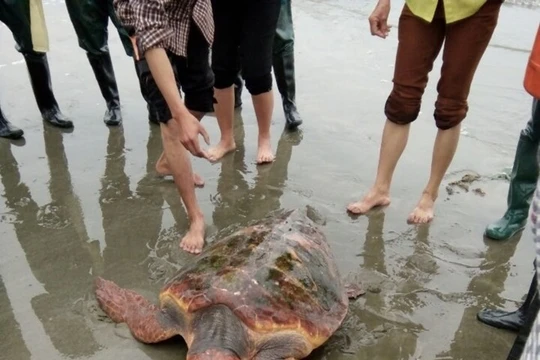 Con rùa biển mắc lưới ngư dân Bé. Ảnh:Trần Bảy.