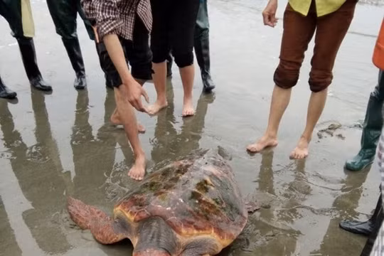 Con rùa biển mắc lưới ngư dân Bé. Ảnh:Trần Bảy.