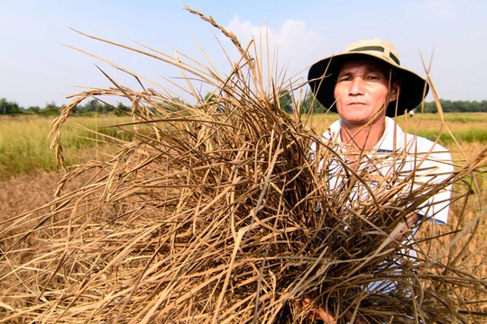 Hạn hán là một trong những nguyên nhân khiến nông nghiệp Việt Nam tăng trưởng âm. Ảnh: VNA
