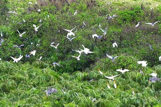  Tăng diện tích Vườn quốc gia U Minh Hạ 