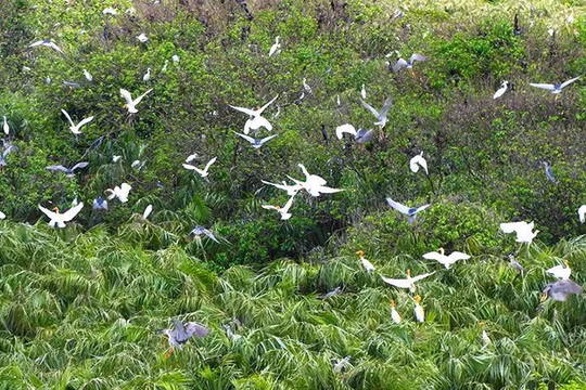  Tăng diện tích Vườn quốc gia U Minh Hạ 