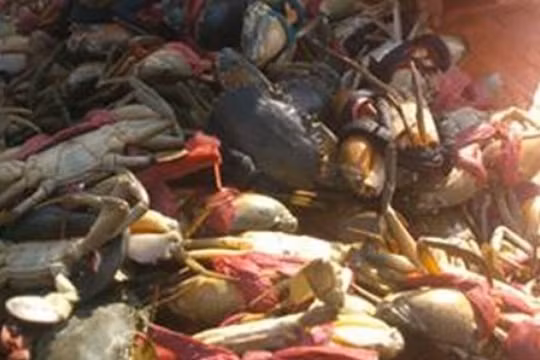 Người Trung Quốc “đội lốt” du khách thu mua thủy sản