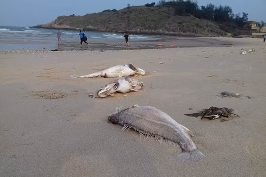 Ảnh minh họa. (Nguồn: Internet)