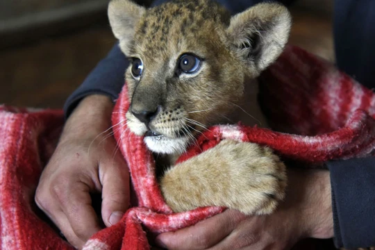 "Cô giáo" sư tử Masha.