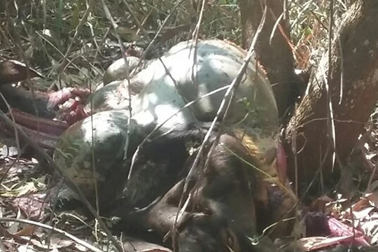 Xác bò tót quý hiếm chết được lực lượng kiểm lâm phát hiện - Ảnh: Lê Lâm