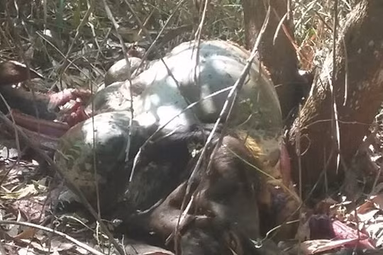 Xác bò tót quý hiếm chết được lực lượng kiểm lâm phát hiện - Ảnh: Lê Lâm