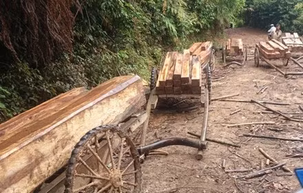 Rừng phòng hộ đầu nguồn sông Bến Hải bị chặt phá nghiêm trọng. Ảnh: Đ.K (Lao Động)