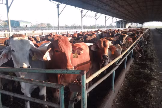 Trang trại nuôi bò của Tập đoàn Hoàng Anh Gia Lai tại Attapeu, Lào