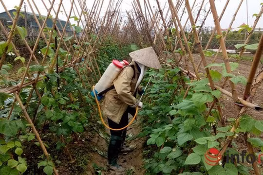 Hà Nội: Chỉ 5% rau an toàn vào siêu thị!