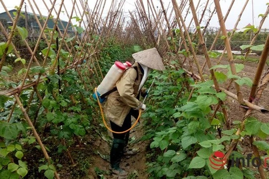 Hà Nội: Chỉ 5% rau an toàn vào siêu thị!